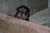 Puppies J